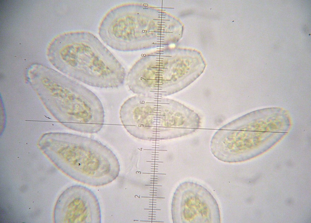 Puccinia-pseudosphaeria_Sonchus-asper