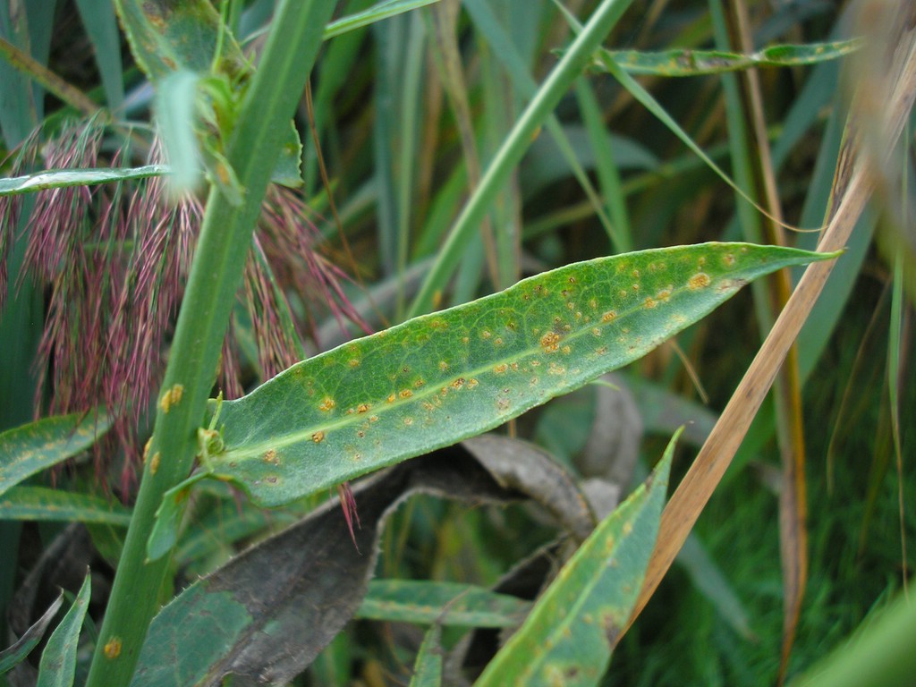 Puccinia-pseudosphaeria_Sonchus-palustris