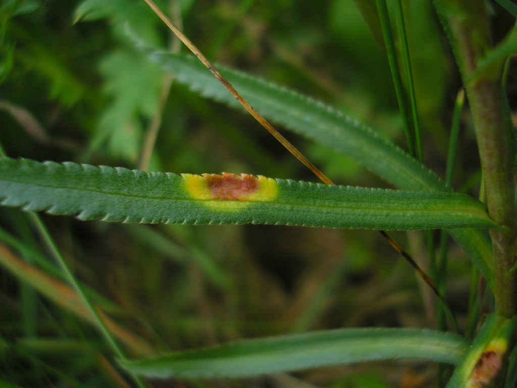 Puccinia-ptarmicae_Achillea-ptarmica