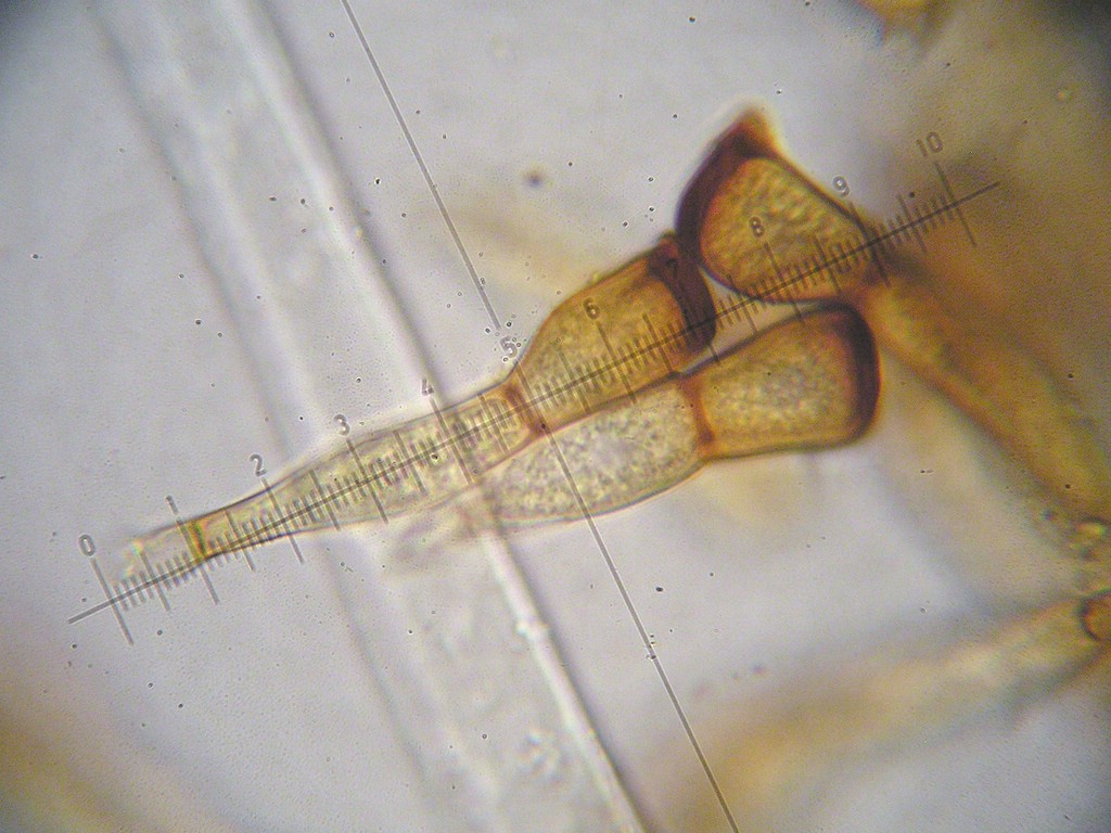 Puccinia-pulsatillae_Anemone-sylvestris
