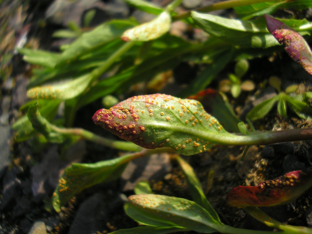 Puccinia-pulverulenta_Epilobium-tetragonum